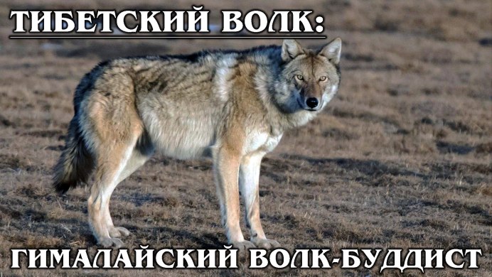 Гималаи животные