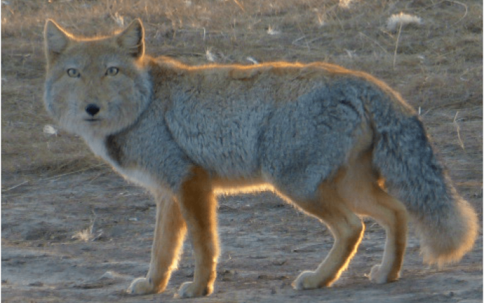 Himalayan Wolf