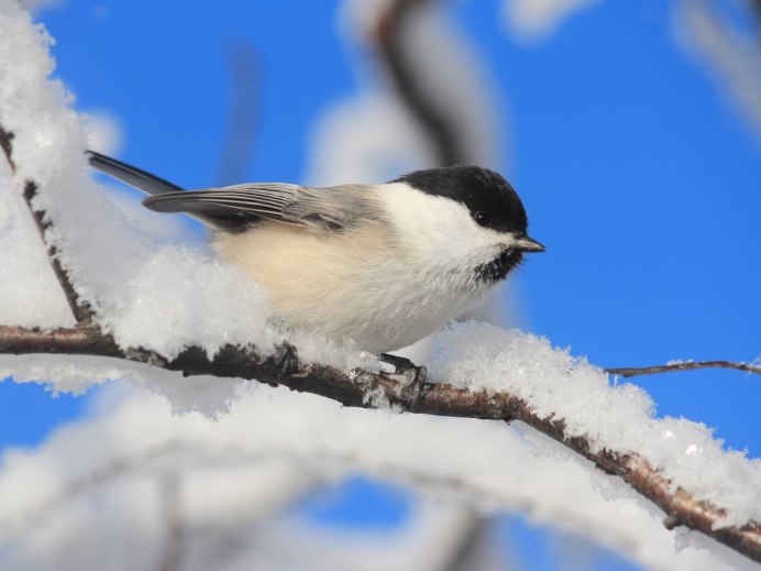 Буроголовая синица