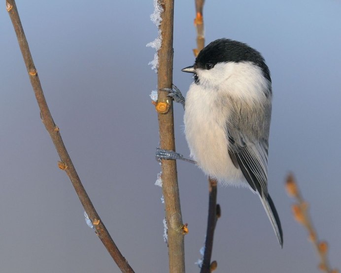 Птица синица гаичка