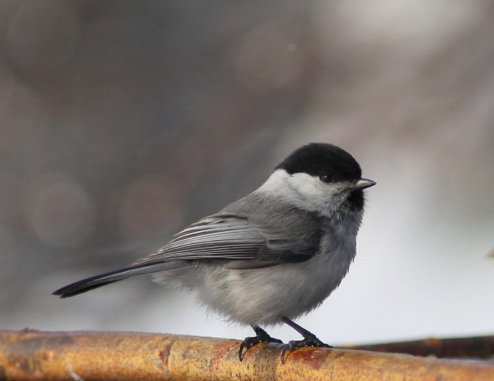 Гаечка птица фото и описание