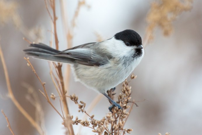 Синица буроголовая гаичка