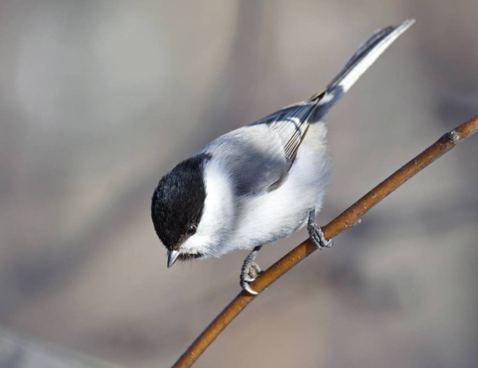 Синица гаичка черноголовая