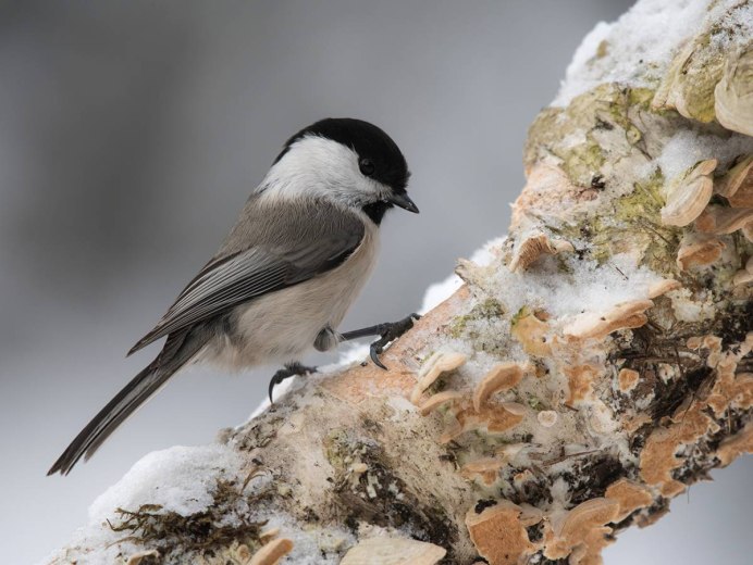 Черношапочная гаичка