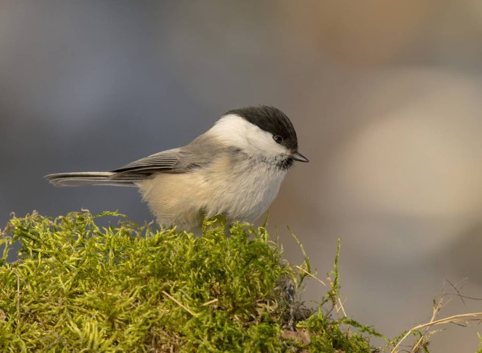 Буроголовая гаичка самка