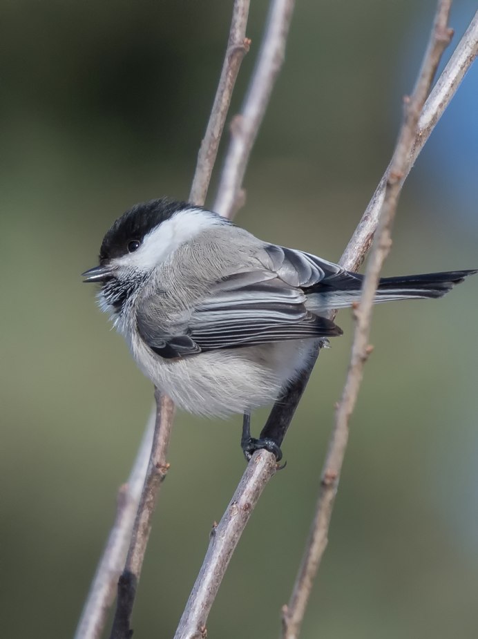 Серая синица гаичка