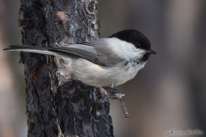 Гаичка буроголовая и черноголовая