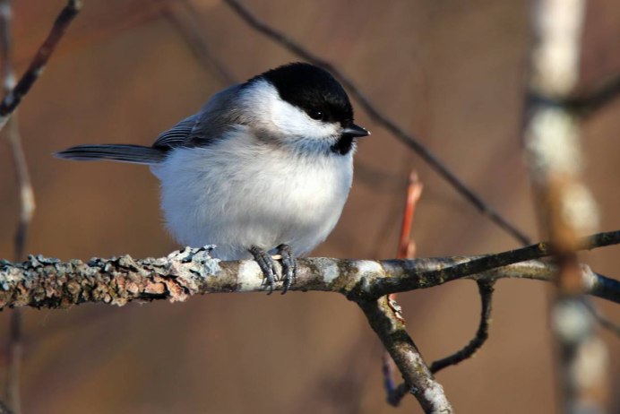 Синица длиннохвостая Московка