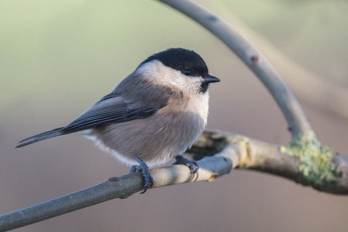 Синица сероголовая гаичка