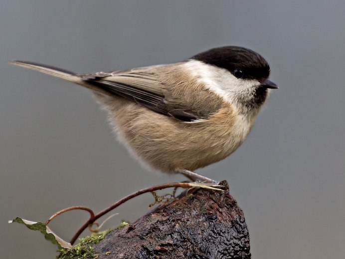 Буроголовая гаичка лазоревка