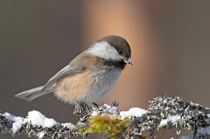 Синица пухляк в полете
