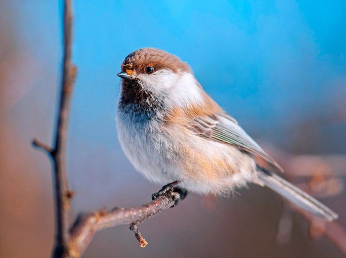 Синица гаичка