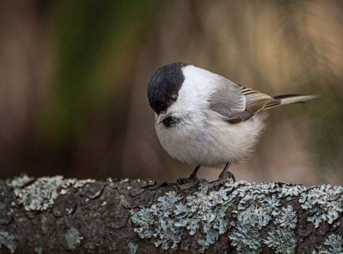 Синица гаичка