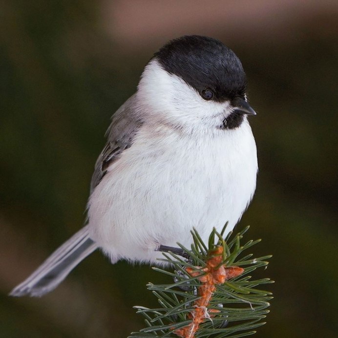 Синичка буроголовая гаичка