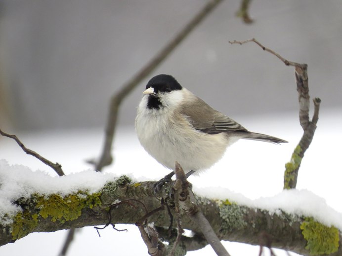 Буроголовая гаичка