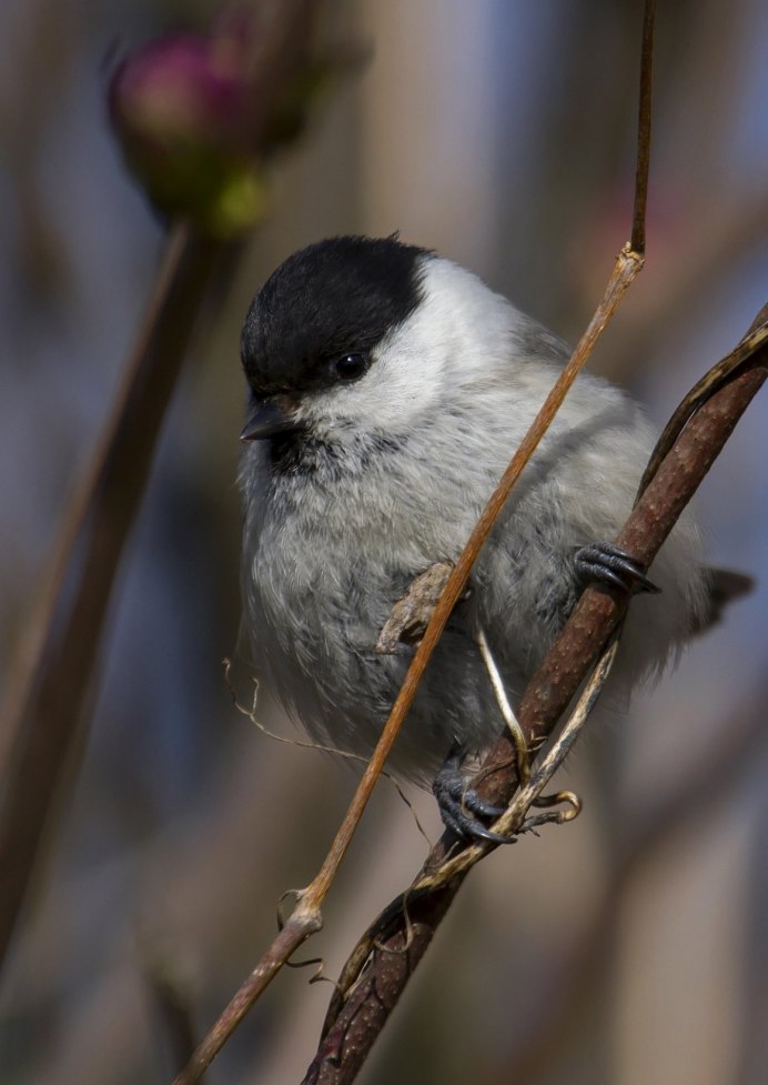 Синица пухлячок