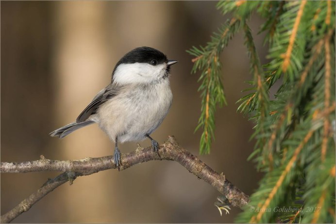 Буроголовая гаичка