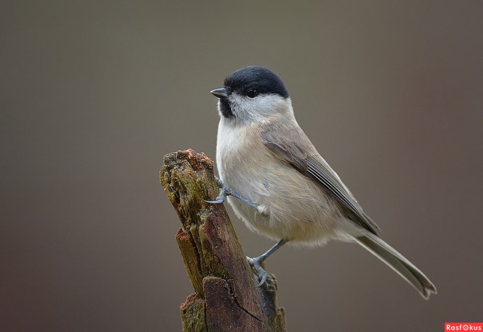 Буроголовая гаичка