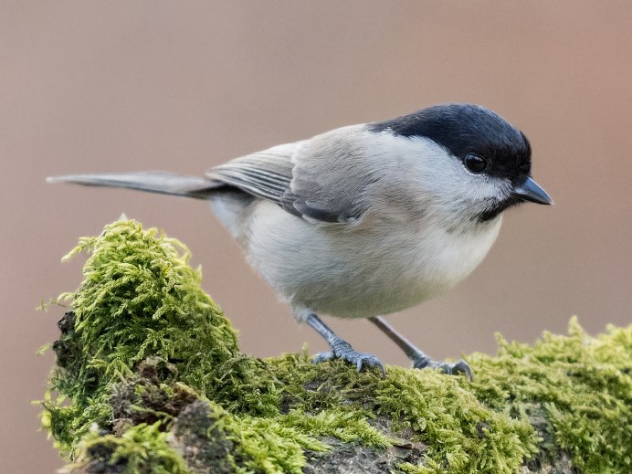 Черноголовая синица