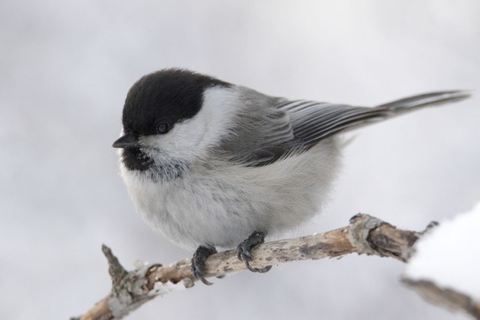 Синичка гаичка пухляк