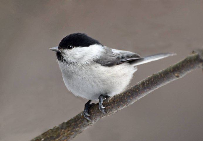 Буроголовая гаичка
