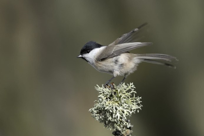 Буроголовая гаичка