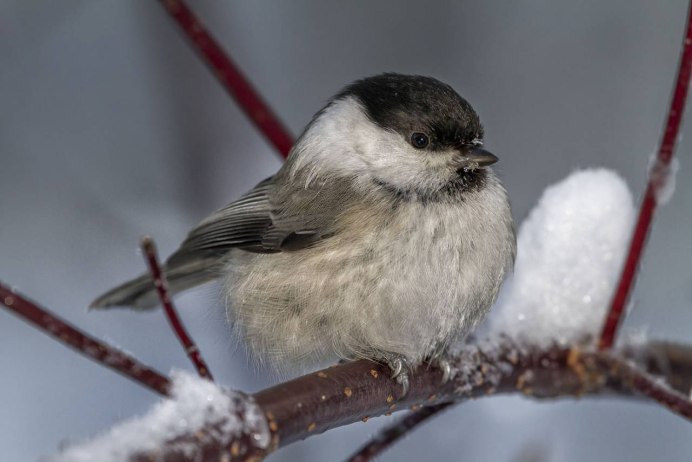 Синица буроголовая гаичка