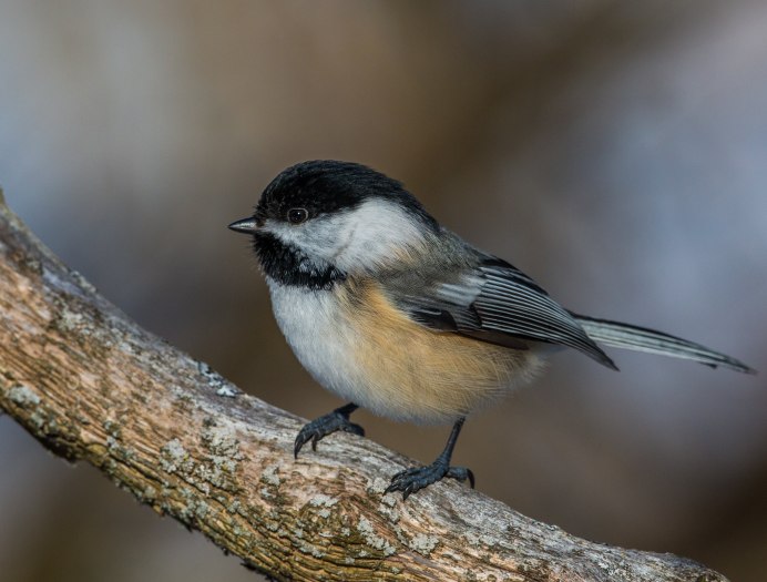 Синица буроголовая гаичка