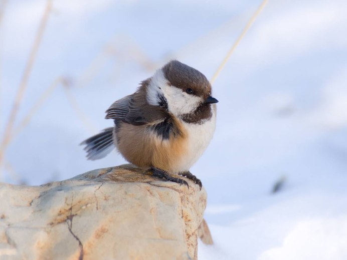 Черношапочная гаичка