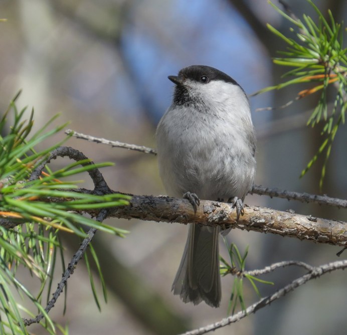 Гаичка буроголовая и черноголовая