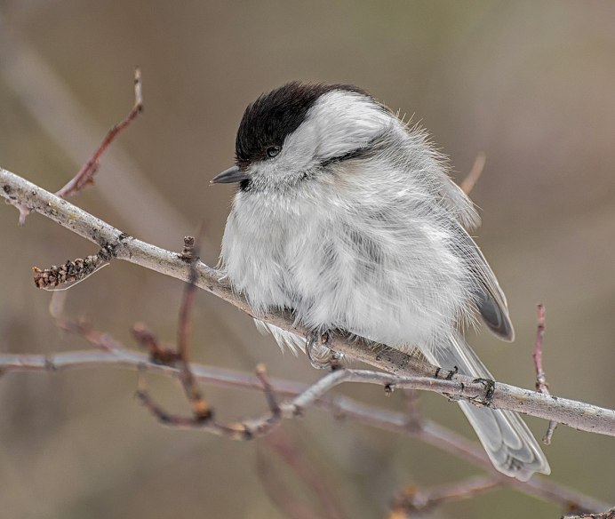 Буроголовая гаичка пухляк