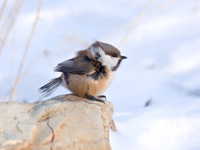 Буроголовая гаичка- Parus montanus Baldenstein, 1827