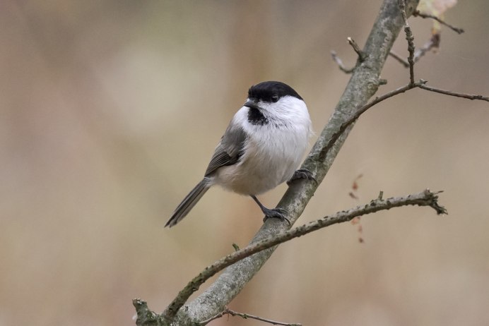 Буроголовая гаичка
