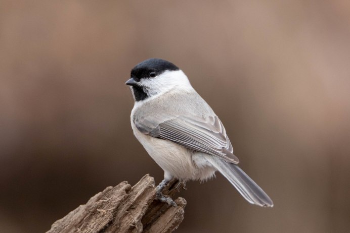 Черношапочная синица