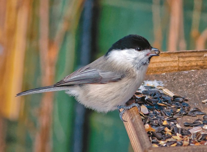 Синица гаичка черноголовая