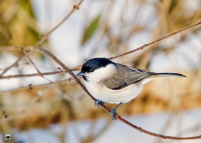 Краснощекий пухляк