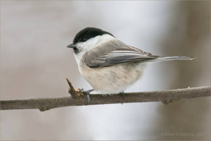 Синица гаичка