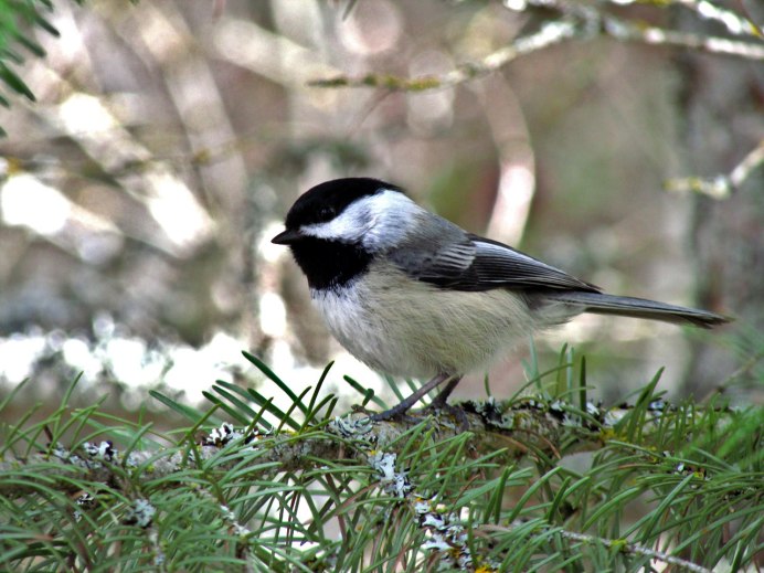 Синица сероголовая гаичка