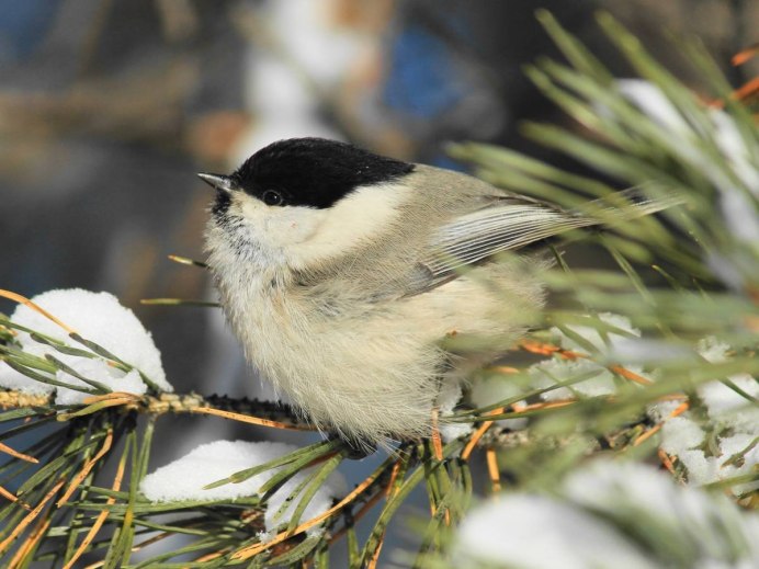 Синица буроголовая гаичка