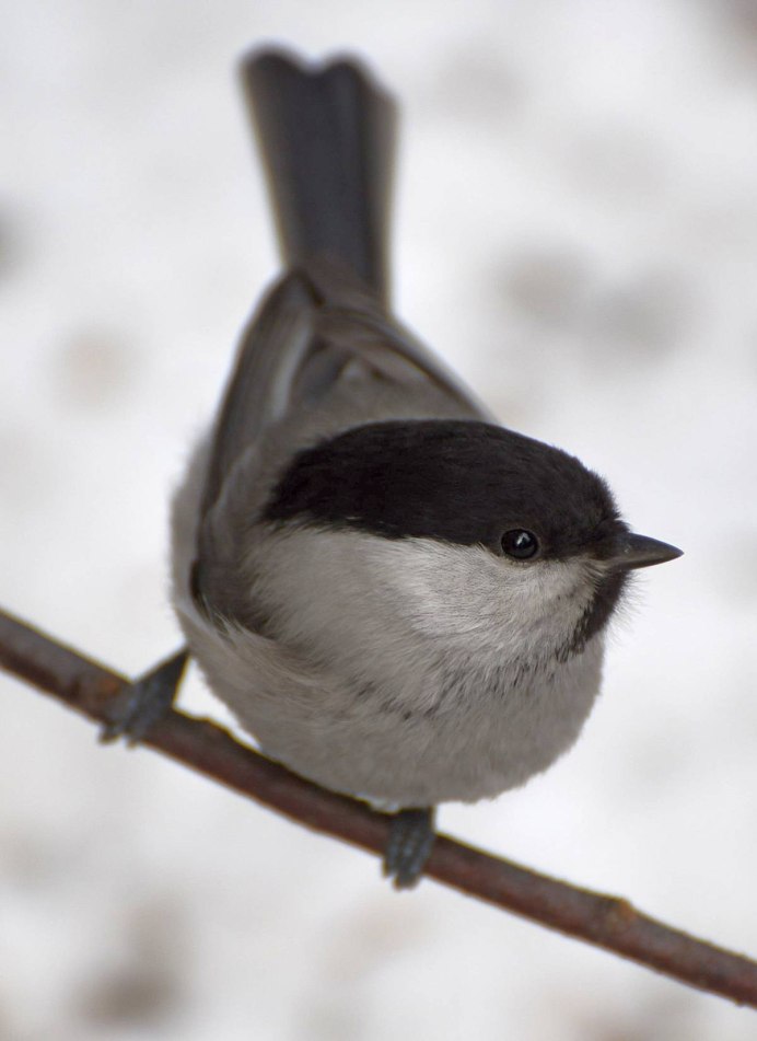 Черноголовая синица