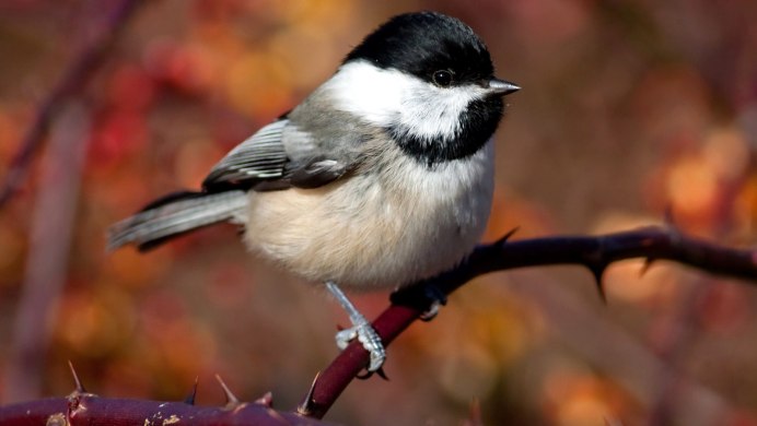 Буроголовая гаичка пухляк