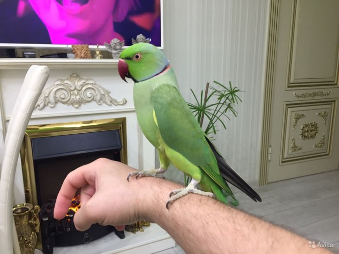 Кольчатый ожереловый
