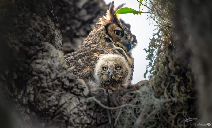 Wintery great Horned Owl
