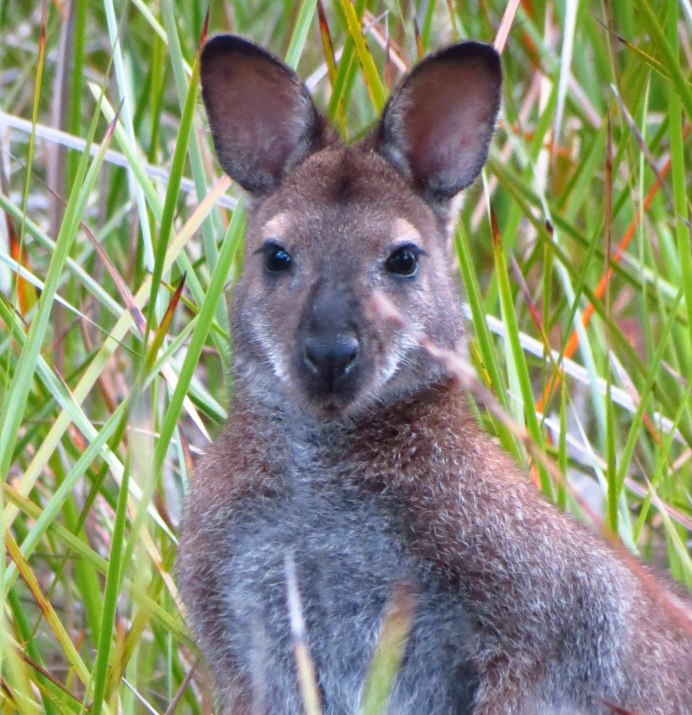 Кенгуру Джози