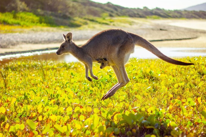 Короткокоготный кенгуру