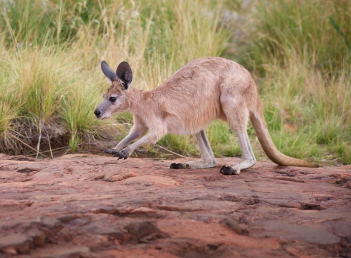 Длинноухий кенгуру вымерший вид