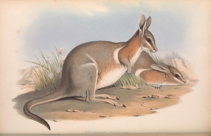 Сумчатые млекопитающие Австралии