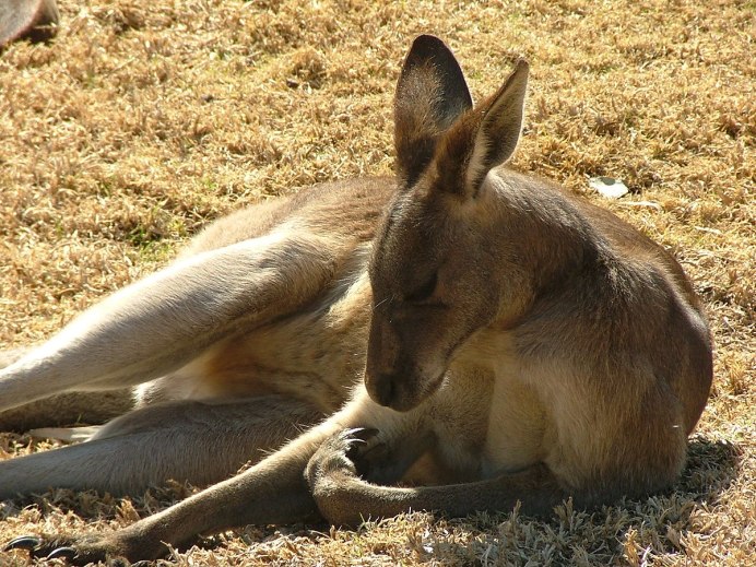 Onychogalea fraenata)