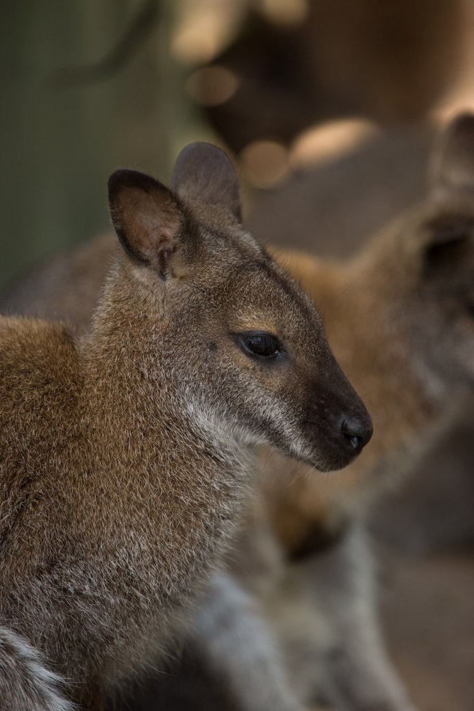 Ареал обитания кенгуру