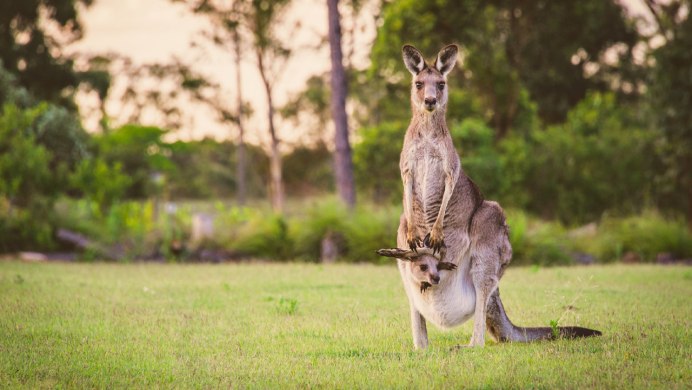 Кенгуру вида валлаби